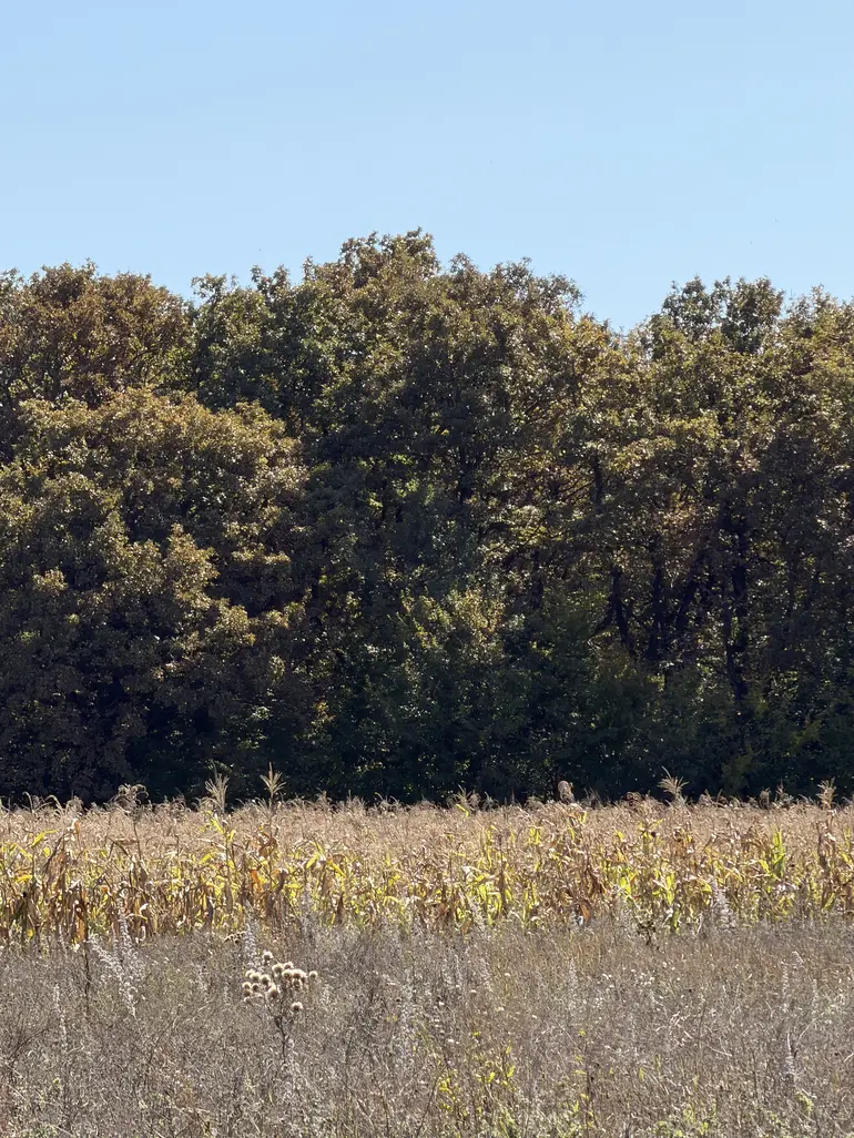 Agricultural plot for sale in dusheti municipality